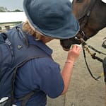 a person cleaning a horse's mouth