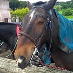 Horse's face
